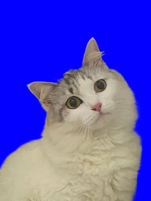 Popo